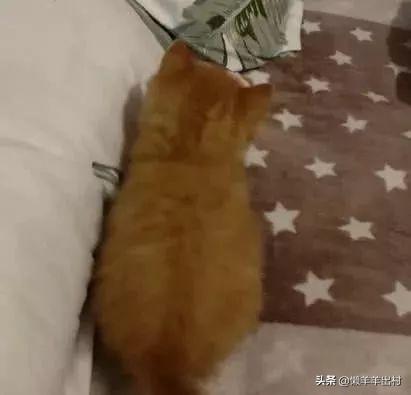 猫咪吃醋背后的微妙距离，主人与猫咪的情感纠葛