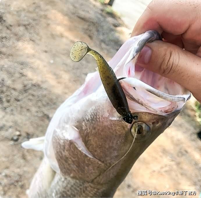 路亚假饵种类大全与图片解析